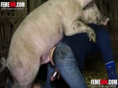 A pig fucks a my crazy husband and injected large dose boar sperm in his rectum